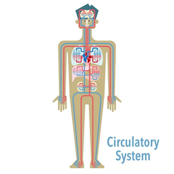 Banner Del Sistema Cardiovascolare Semplicemente Illustrazione Vettoriale — Vettoriale Stock