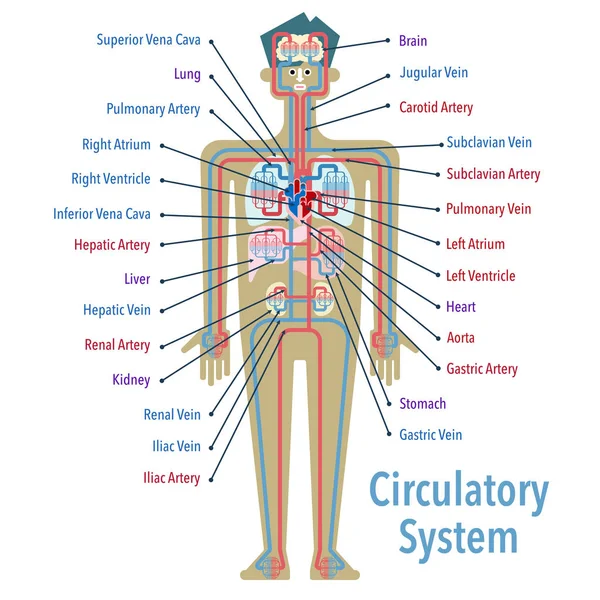Banner Del Sistema Cardiovascolare Semplicemente Illustrazione Vettoriale — Vettoriale Stock