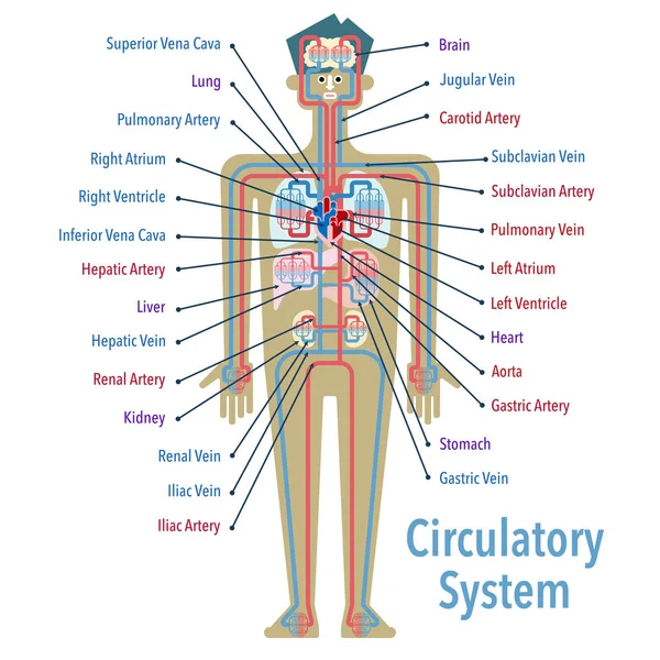 Herz Kreislauf System Banner Einfach Vektorillustration — Stockvektor