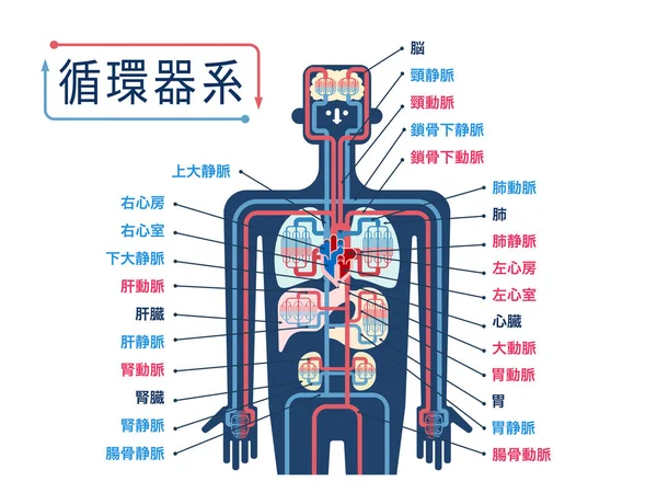 心血管系统横幅 简单的矢量图解 — 图库矢量图片