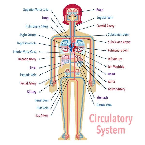 Herz Kreislauf System Banner Einfach Vektorillustration — Stockvektor