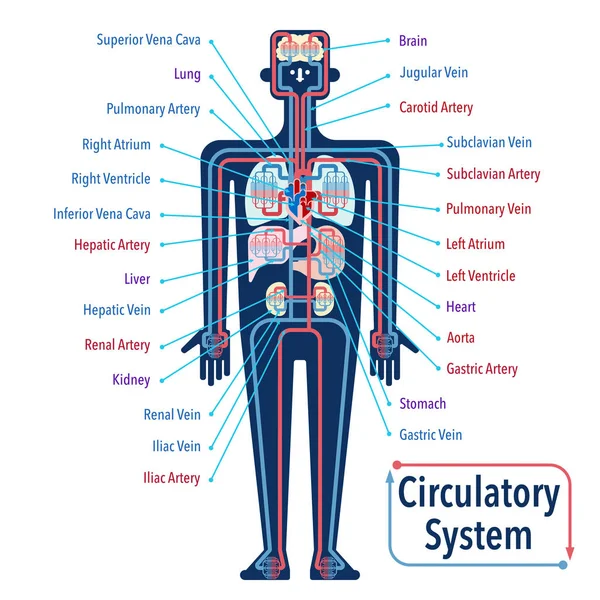 心血管系统横幅 简单的矢量图解 — 图库矢量图片
