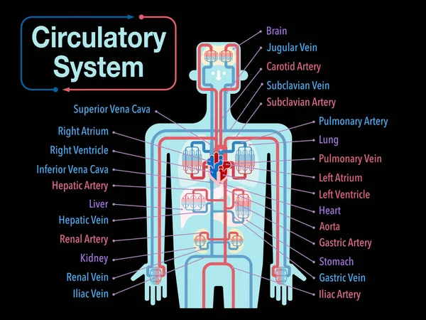 Banner Del Sistema Cardiovascolare Sfondo Nero Semplicemente Illustrazione Vettoriale — Vettoriale Stock