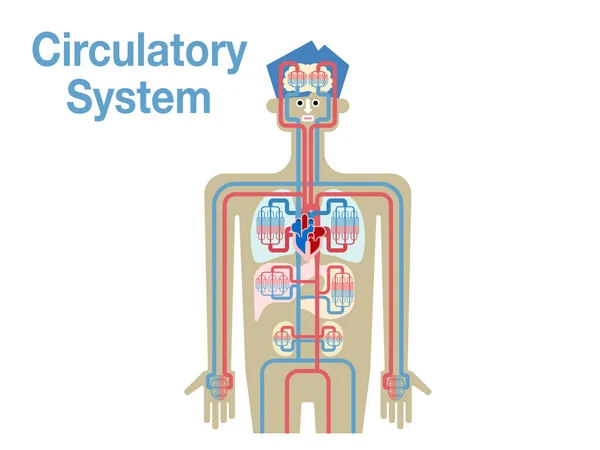 Banner Kardiovaskulárního Systému Jednoduše Vektorová Ilustrace — Stockový vektor