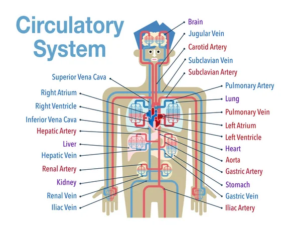 Banner Sistema Cardiovascular Simplesmente Ilustração Vetorial — Vetor de Stock