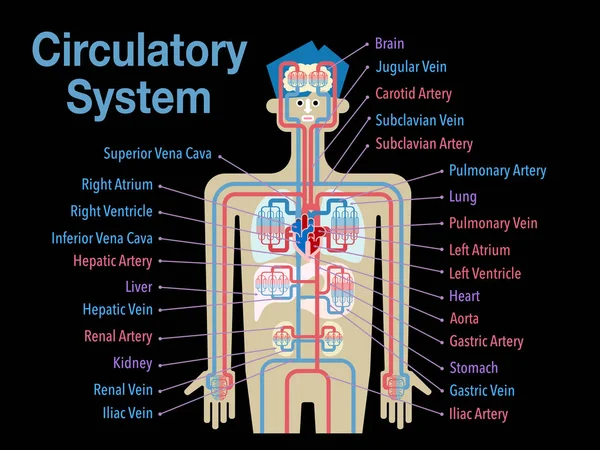 Banner Del Sistema Cardiovascolare Sfondo Nero Semplicemente Illustrazione Vettoriale — Vettoriale Stock