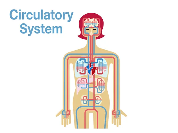 Chorągiew Układu Krążenia Prostu Ilustracja Wektora — Wektor stockowy