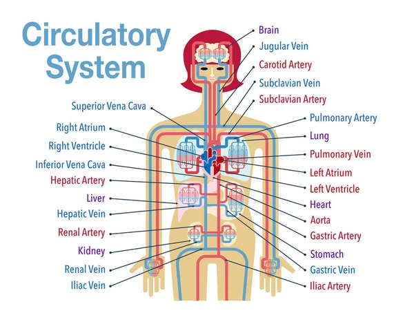 Banner Kardiovaskulárního Systému Jednoduše Vektorová Ilustrace — Stockový vektor