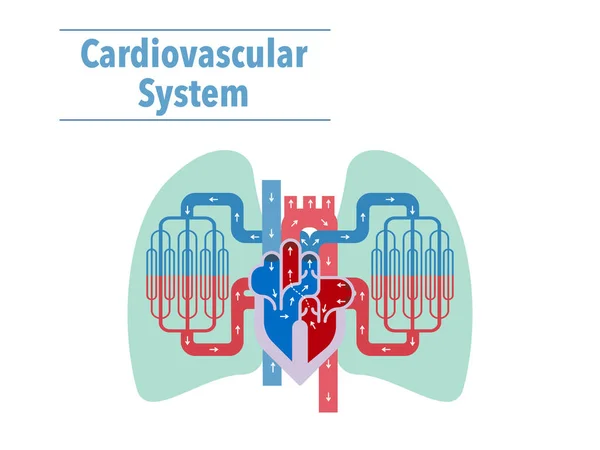 心血管系统横幅 简单的矢量图解 — 图库矢量图片
