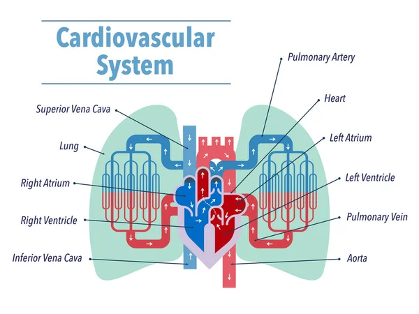 Cardiovascular System Banner Simply Vector Illustration — 스톡 벡터