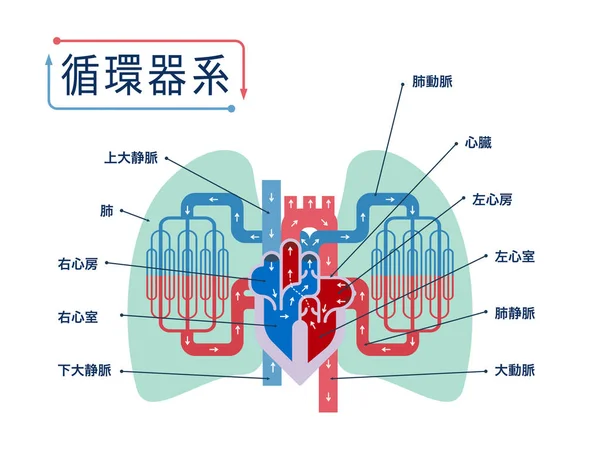 Herz Kreislauf System Banner Einfach Vektorillustration — Stockvektor