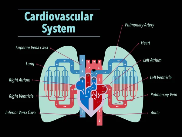 Banner Sistema Cardiovascular Simplesmente Ilustração Vetorial —  Vetores de Stock