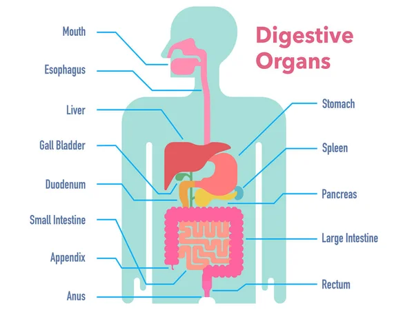 Ilustración Simple Vector Órganos Digestivos Dibujado Silueta Negra Con Márgenes — Archivo Imágenes Vectoriales
