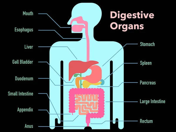 Ilustración Simple Vector Órganos Digestivos Dibujado Silueta Ligera Con Márgenes — Vector de stock