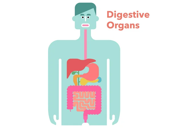 Ilustração Vetorial Simples Órgãos Digestivos Desenhados Silhueta Preta Com Margens — Vetor de Stock