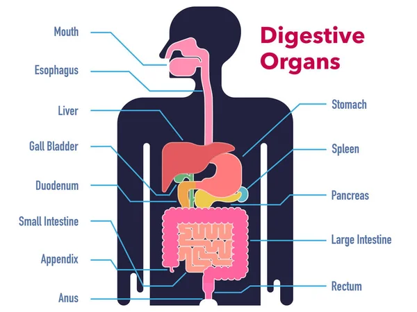 Ilustração Vetorial Simples Órgãos Digestivos Desenhados Silhueta Preta Com Margens —  Vetores de Stock