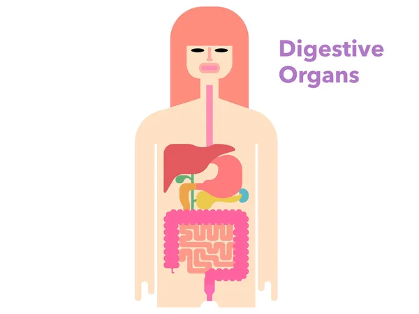 Ilustração Vetorial Simples Órgãos Digestivos Desenhados Silhueta Preta Com Margens — Vetor de Stock