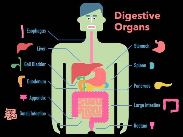 Ilustración Simple Vector Órganos Digestivos Dibujado Silueta Ligera Con Márgenes — Archivo Imágenes Vectoriales