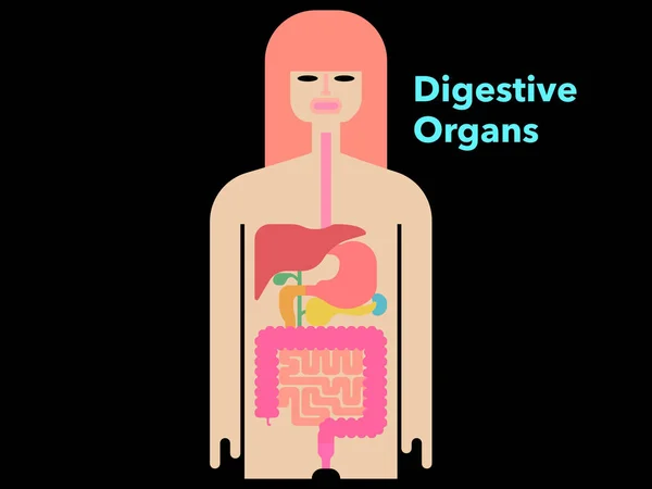 Semplice Illustrazione Vettoriale Organi Digestivi Disegnati Silhouette Leggera Con Margini — Vettoriale Stock