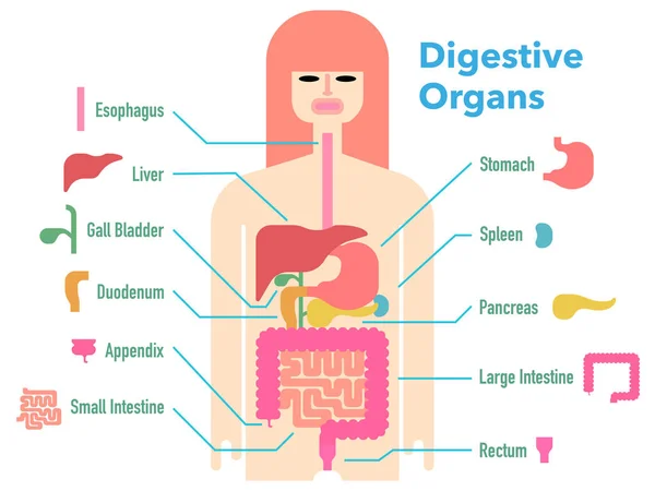 Illustration Vectorielle Simple Organes Digestifs Dessinés Sur Silhouette Noire Avec — Image vectorielle