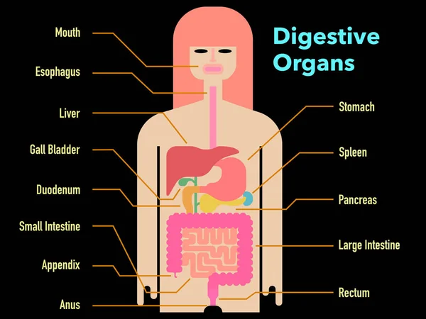 Illustration Vectorielle Simple Organes Digestifs Dessinés Sur Silhouette Légère Avec — Image vectorielle
