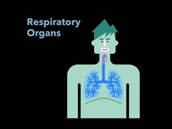 Semplice Illustrazione Vettoriale Degli Organi Digestivi Disegnati Una Sagoma Leggera — Vettoriale Stock