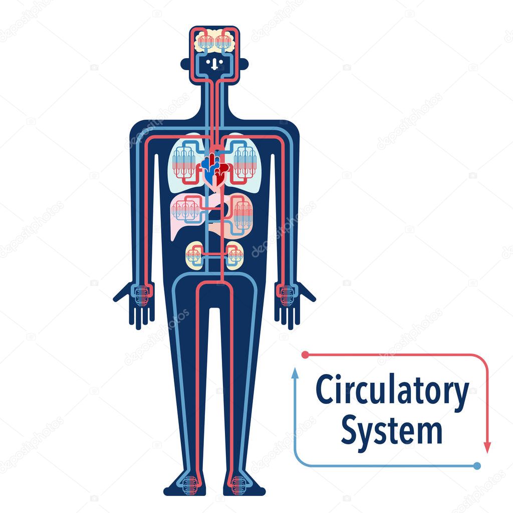 cardiovascular System banner, simply vector illustration 