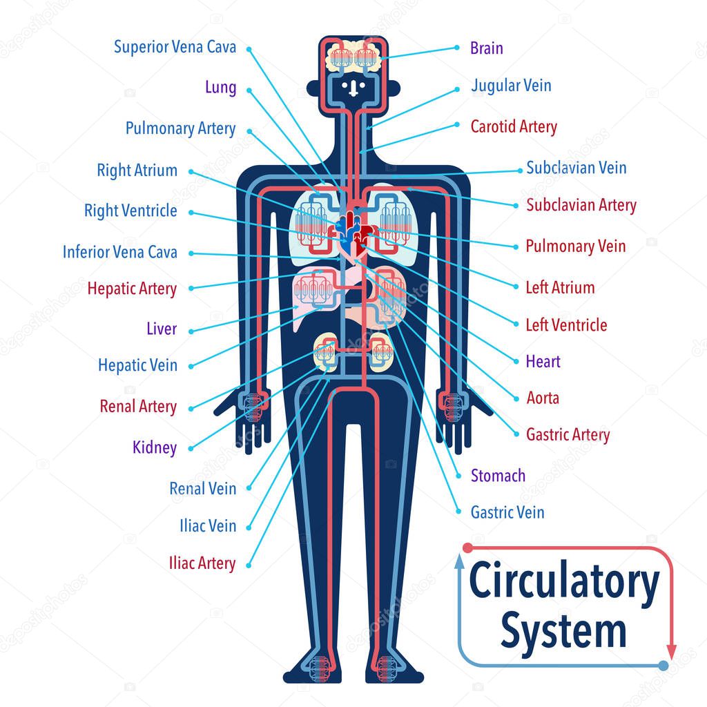 cardiovascular System banner, simply vector illustration 