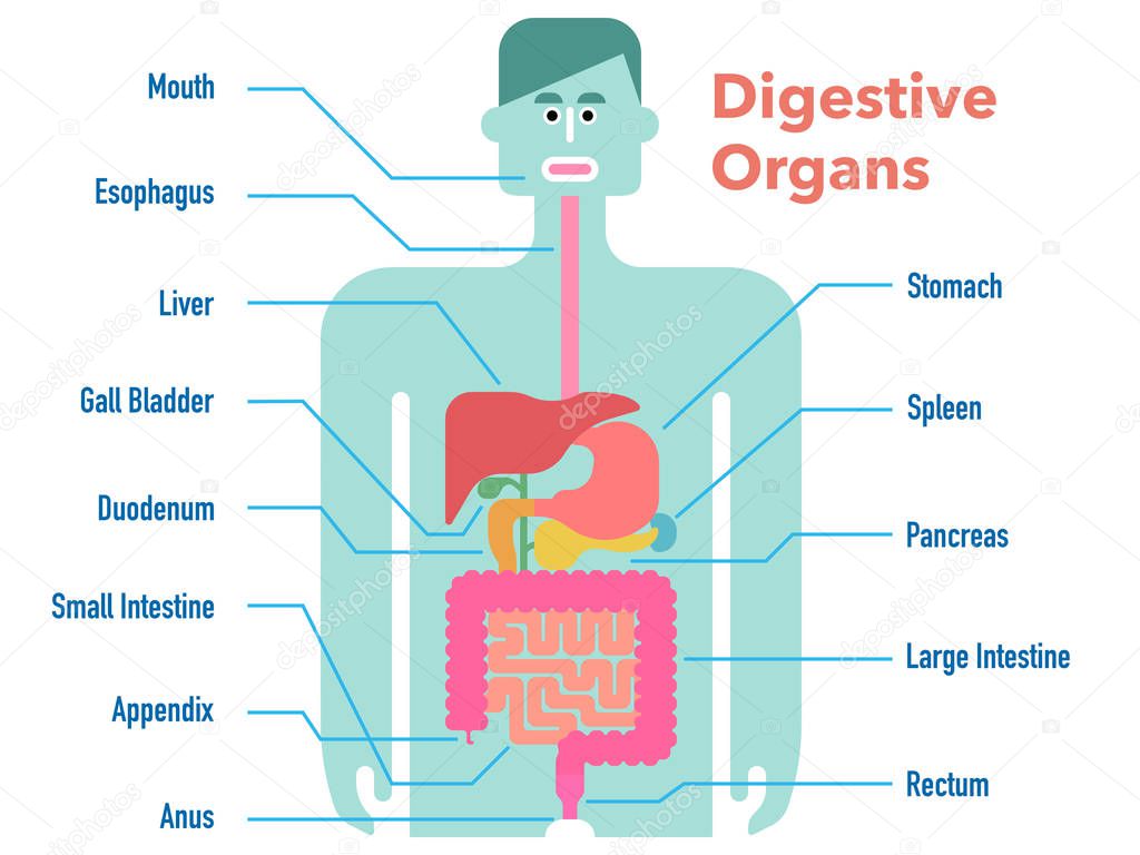 simple vector illustration of digestive organs drawn on black silhouette with margins