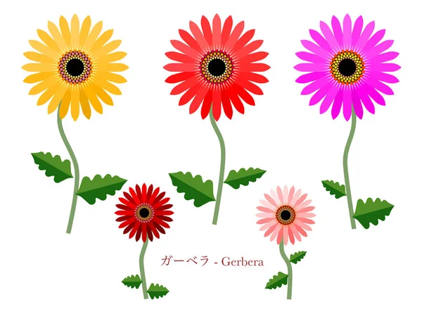 Gerbera Květiny Jednoduše Vektorové Ilustrace — Stockový vektor