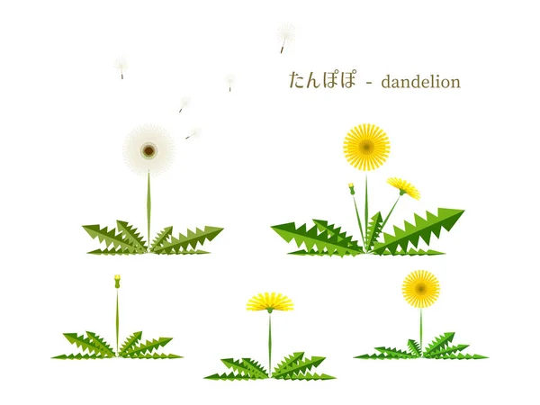 Fleurs Pissenlits Sur Fond Blanc Illustration Simplement Vectorielle — Image vectorielle