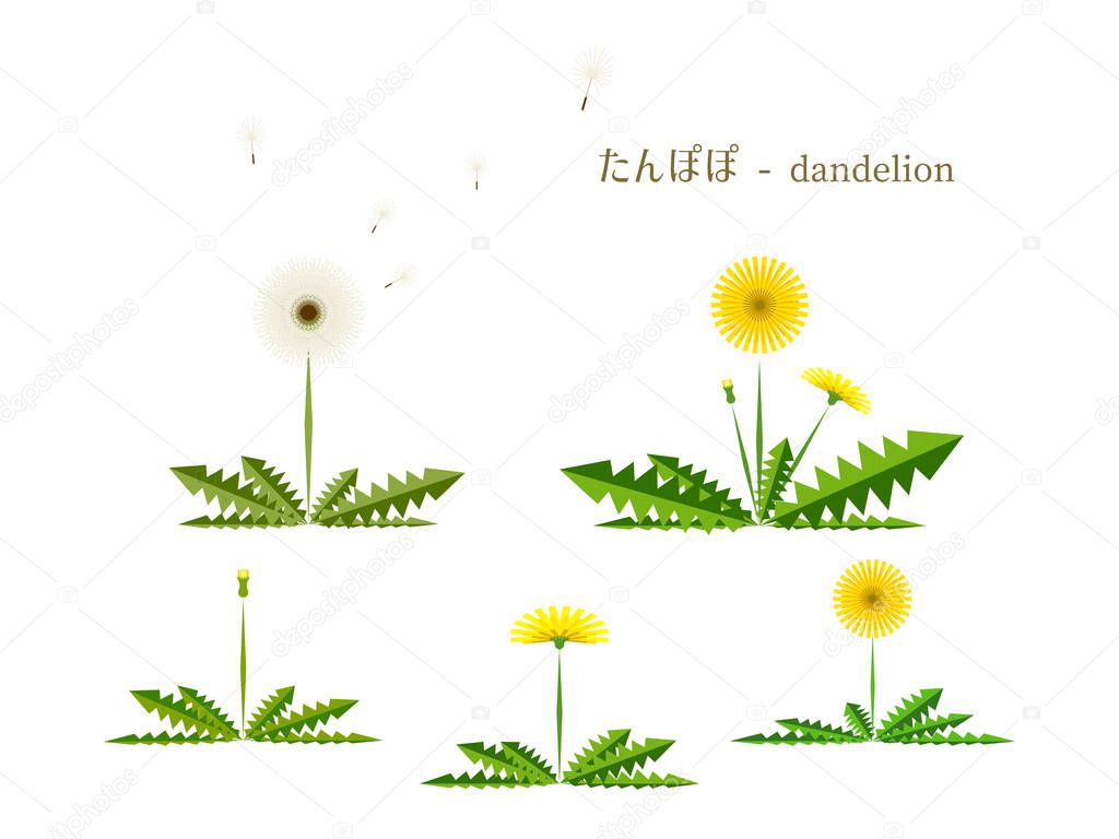 Dandelions flowers on white background, simply vector illustration