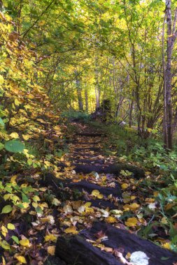 Güneş parlıyor ağaçlar, alışılmadık bir adım bir park, renkli sonbahar orman, sonbahar doğal arka plan, güzellik doğa sahne aracılığıyla.