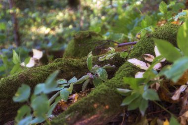 Peyzaj Sonbahar Orman, güçlü kökleri, turuncu yaprak ve güzel çiçekler, ağaç kökleri ile güneşli bir gün, kökler orman yerdeki doğa arka planı için