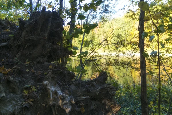 Automne paysage ensoleillé avec la nature de la forêt, paysage d'automne coloré, arrière-plan de la nature, belle réflexion de l'eau, journée ensoleillée, tomber racine . — Photo