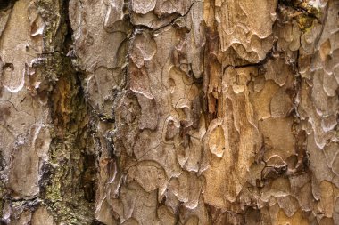 Kabuk ağaç doku, yakın ağaç, ağaç kabuğu fotoğraf, kabuk makro, kabuk arka plan, ağaç doku, Kuru ağaç, ağaç kabuğu, ağaç kabuğu duvar kağıdı, kadar ağaç kabuğu ormandaki.