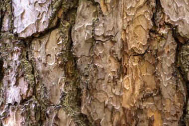 Kabuk ağaç doku, yakın ağaç, ağaç kabuğu fotoğraf, kabuk makro, kabuk arka plan, ağaç doku, Kuru ağaç, ağaç kabuğu, ağaç kabuğu duvar kağıdı, kadar ağaç kabuğu ormandaki.