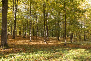 Güzel renkli sonbahar park, park, sonbahar güneşli bir günde, orman, romantik yolunda, sonbahar doğal arka plan sonbahar renk sonbahar.
