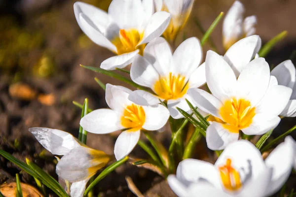 Krokusblüte im Garten, Vorfrühling, schöne Blume, sonniger Tag, weiß mit gelber Krokusblüte. — Stockfoto
