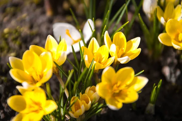Crocus flor no jardim, início da primavera, bela flor, dia ensolarado, amarelo e branco flor de croco . — Fotografia de Stock
