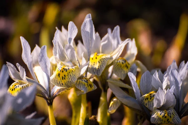 Iris Blume im Garten, Vorfrühling, schöne Blume, sonniger Tag, blau mit gelb violette Farbe Iris Blume. — Stockfoto