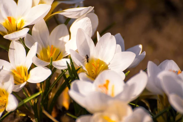 Цветок крокуса в саду, ранняя весна, красивый цветок, солнечный день, белый с желтым цветком крокуса . — стоковое фото
