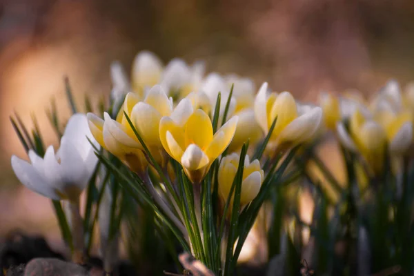 Crocus flor no jardim, início da primavera, bela flor, dia ensolarado, flor de croco branco e amarelo . — Fotografia de Stock