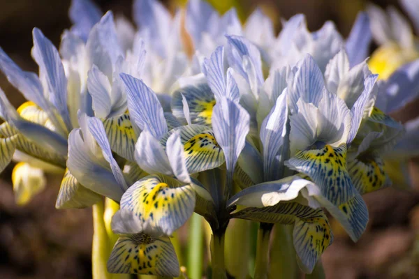 Iris fleur sur le jardin, début du printemps, belle fleur, journée ensoleillée, bleu avec jaune violet couleur iris fleur . Photos De Stock Libres De Droits