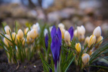 Çiğdem çiçek Bahçe, erken bahar, güzel çiçek, güneşli bir gün, orta menekşe çiçek beyaz ve sarı çiğdem çiçek