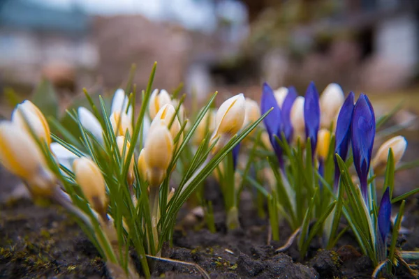 Fleur de crocus sur le jardin, début du printemps, belle fleur, journée ensoleillée, fleur de crocus blanche et jaune et fleur violette — Photo