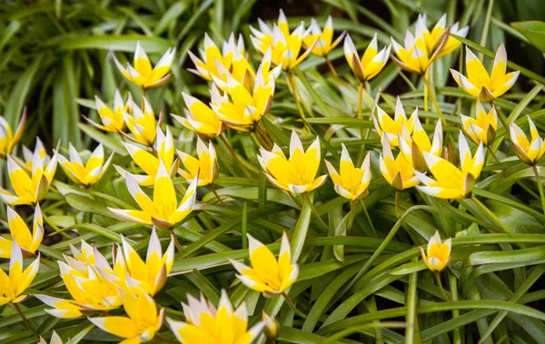 Crocus bloem op de tuin, vroege voorjaar mooie bloem, zonnige dag, gele en blauwe krokus bloem. Druskininkai, Litouwen. — Stockfoto