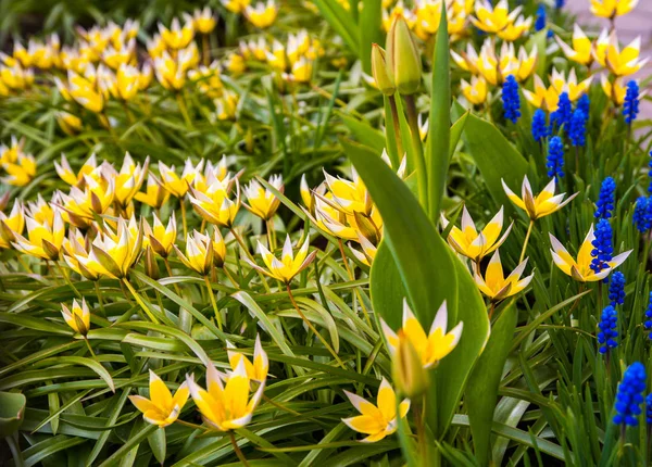 Crocus flor no jardim, início da primavera, bela flor, dia ensolarado, amarelo e azul flor de croco. Druskininkai Lituânia . — Fotografia de Stock