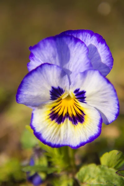 Flor de pérsia roxo no jardim no dia ensolarado, flor de viola pansy . — Fotografia de Stock
