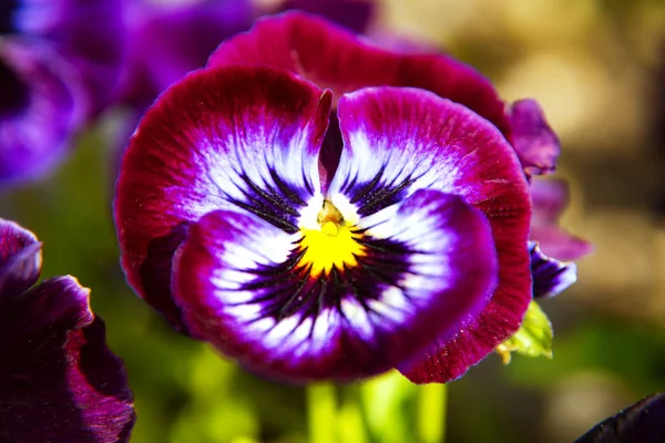 Lila Stiefmütterchen blühen am sonnigen Tag im Garten, Stiefmütterchen-Viola blüht. — Stockfoto
